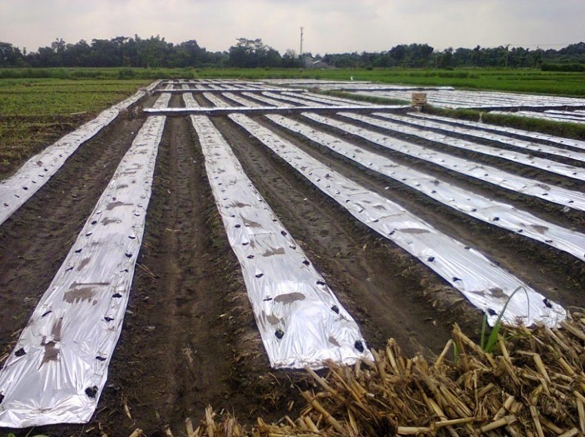 Cara Menanam Tomat Di Polybag Teknik Mudah Ilmubudidaya