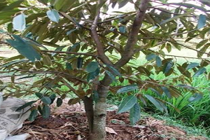 Cara menanam pokok durian monthong - Nursery Kebun Bandar