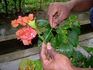 7 Cara  Menanam Bunga  Kertas Bougenville dalam Pot 