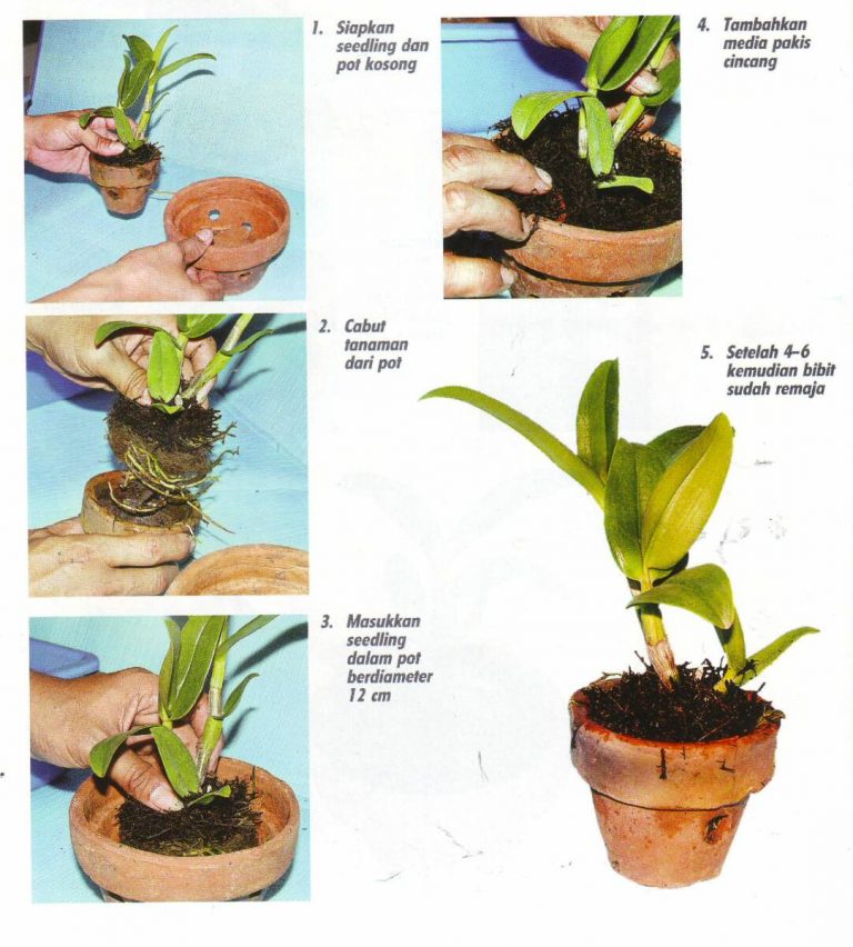 13 Cara Menanam Anggrek Bulan Dalam Pot #Mudah - IlmuBudidaya.com