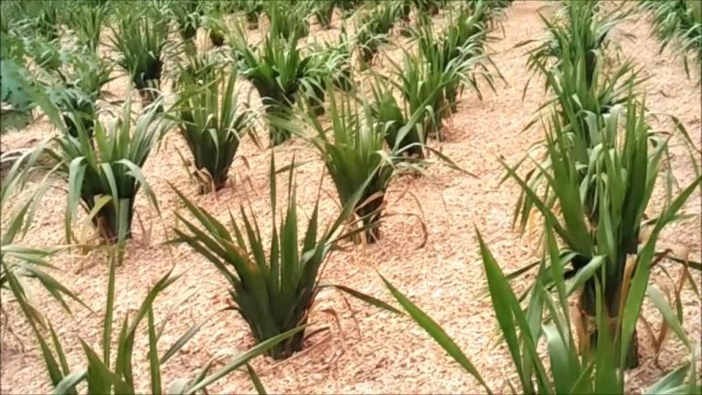 8 Cara Menanam Daun Pandan di Pot (Panduan Lengkap