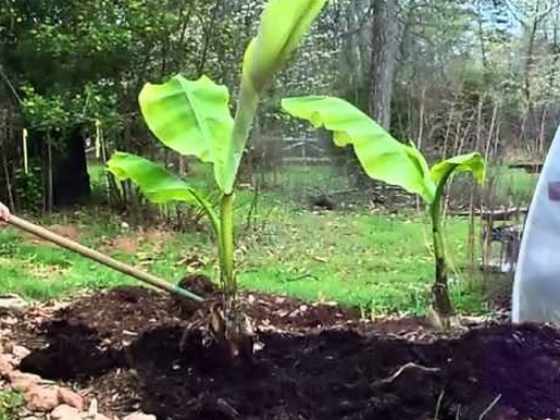 6 Cara Menanam Pohon Pisang  Agar Cepat Berbuah 