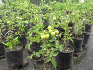 14 Cara Menanam Tomat di Polybag Teknik Mudah 