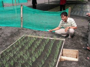 7 Cara Menanam Daun Bawang di Pot Panduan Lengkap 