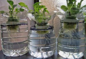 Cara menanam menggunakan metode hidroponik mengutamakan pemanfaatan