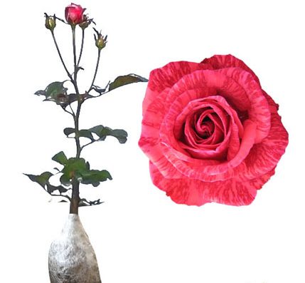 7 Cara Menanam Bunga Ros Di Pot Panduan Lengkap Ilmubudidaya Com