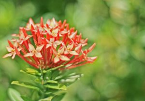7 Cara Menanam Bunga Asoka Agar Cepat Tumbuh (Panduan Lengkap