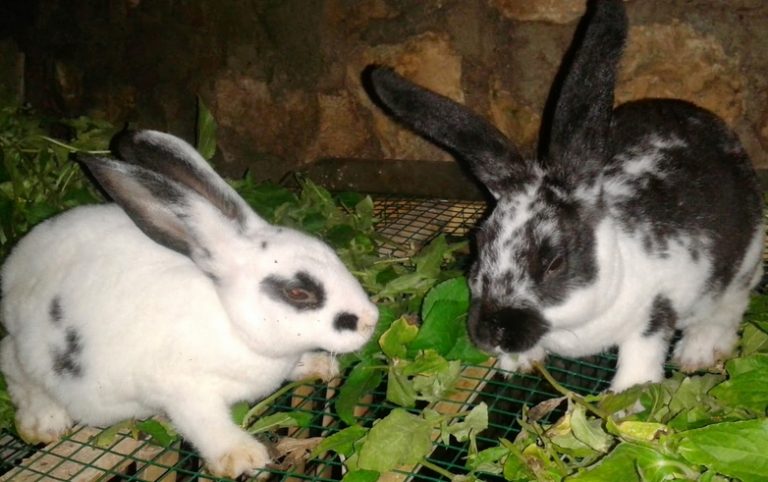 cara membudidayakan kelinci