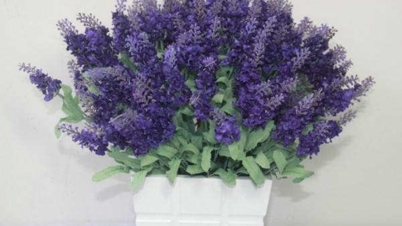 9 Cara Menanam Bunga Lavender Di Pot Panduan Lengkap