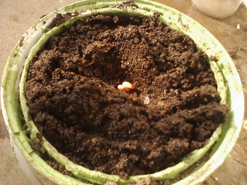 10 Cara Menanam Kacang Merah dan Perawatannya