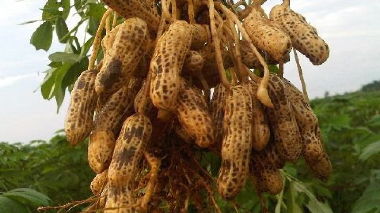 teknik budidaya tanaman kacang tanah