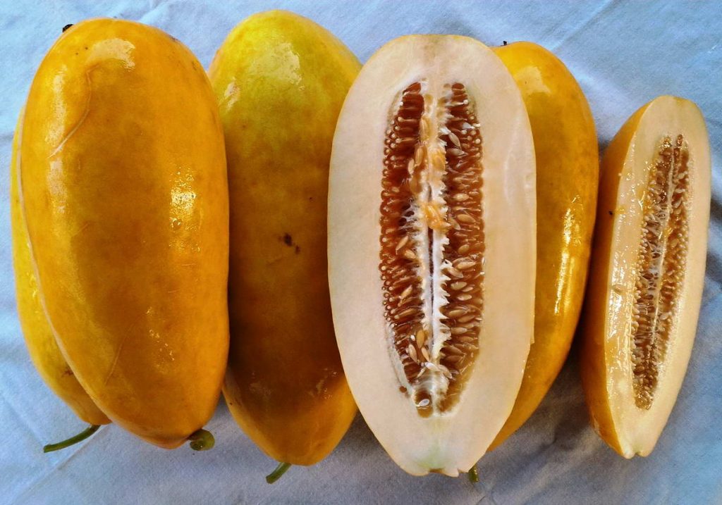 Bibit unggul timun suri