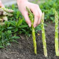 menanam asparagus