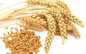 cara menanam gandum