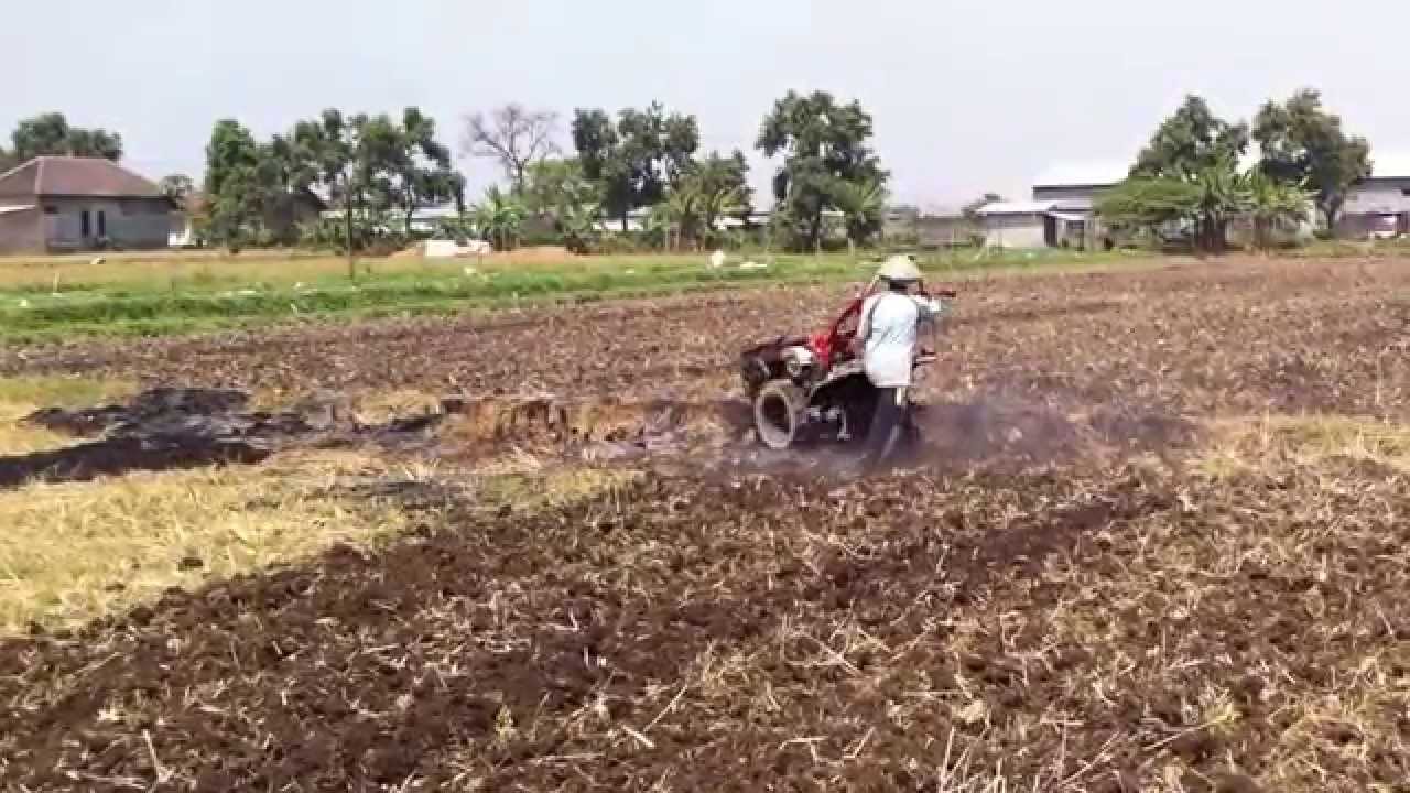 pembajakan lahan gandum  IlmuBudidaya com