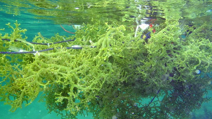 Rumput Laut di Air Tawar IlmuBudidaya com