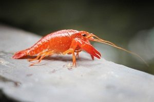 Cara Budidaya Lobster Air Laut Bagi Pemula