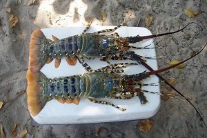 5 Cara Budidaya Lobster Air Laut Bagi Pemula 