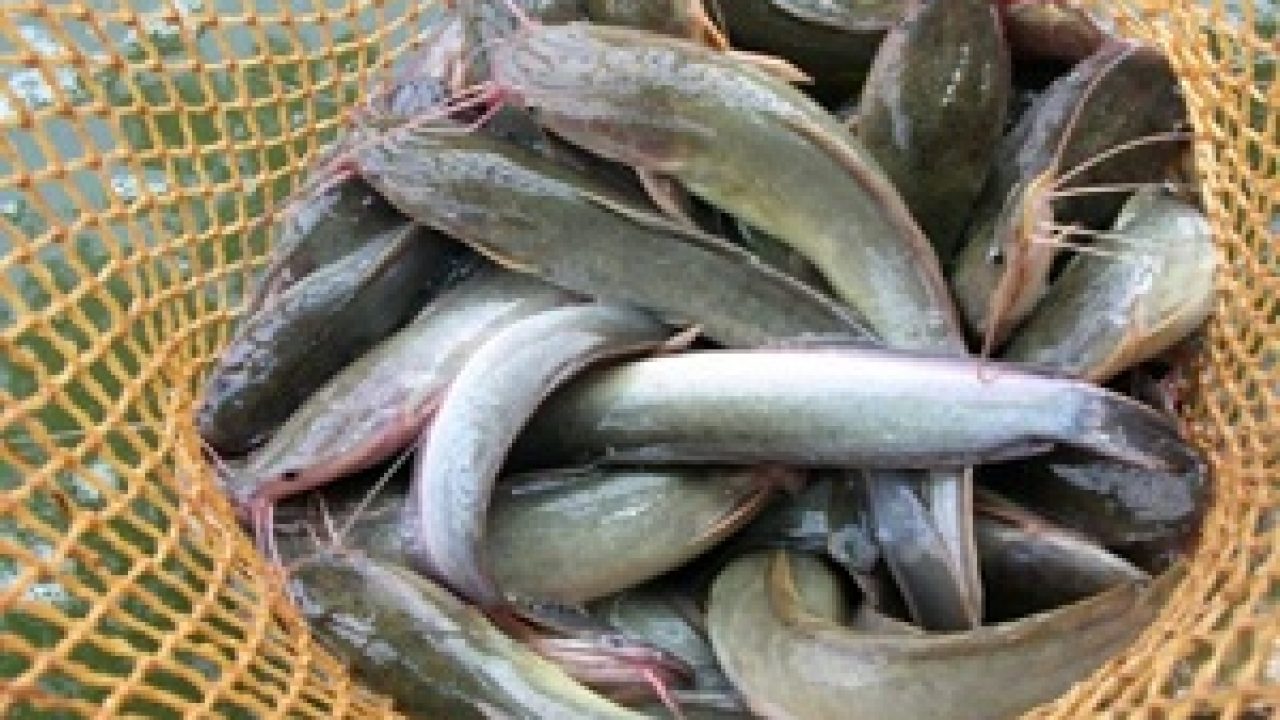 Ikan Lele Berkembang Biak Secara - Siti
