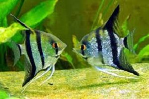 11 Cara Budidaya Ikan Angelfish di Akuarium (Manfish) - IlmuBudidaya.com