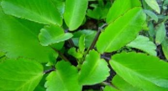4 Cara Stek Daun Cocor Bebek Paling Mudah