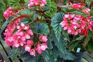 5 Cara Menanam Bunga  Begonia  dan Perawatannya 