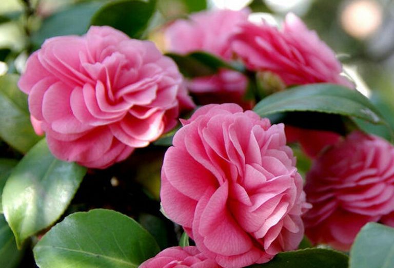 Bunga camellia