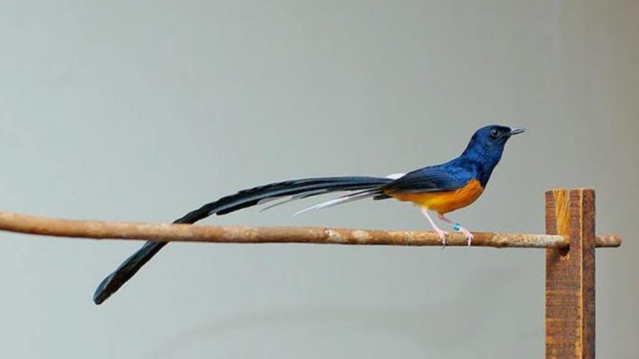 11 Cara Budidaya Burung Murai Batu Medan bagi Pemula - IlmuBudidaya.com