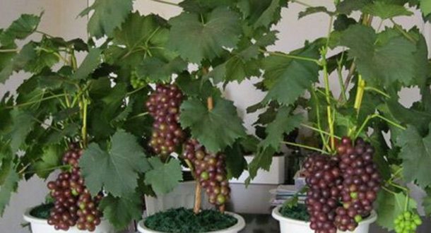 Pupuk Mutiara Panduan Lengkap Cara Menanam Anggur Di Dalam Pot Agar 