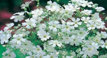 5 Cara Menanam Bunga Baby’s Breath dan Perawatannya