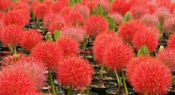 7 Cara Menanam Bunga Desember – Tips Agar Tetap Rajin Berbunga