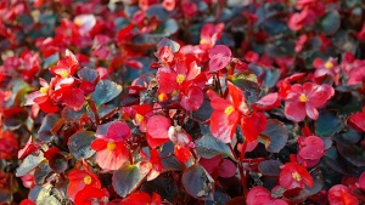 5 Cara Menanam Bunga Begonia Dan Perawatannya Ilmubudidaya Com