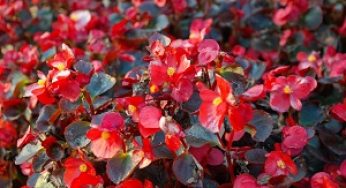 5 Cara Menanam Bunga Begonia dan Perawatannya