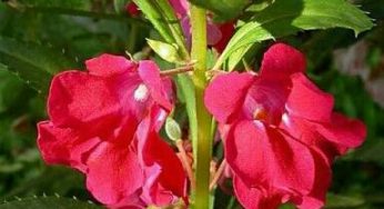 5 Cara Menanam Bunga Balsam Paling Mudah