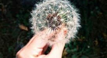 6 Cara Menanam Bunga Dandelion dan Perawatan