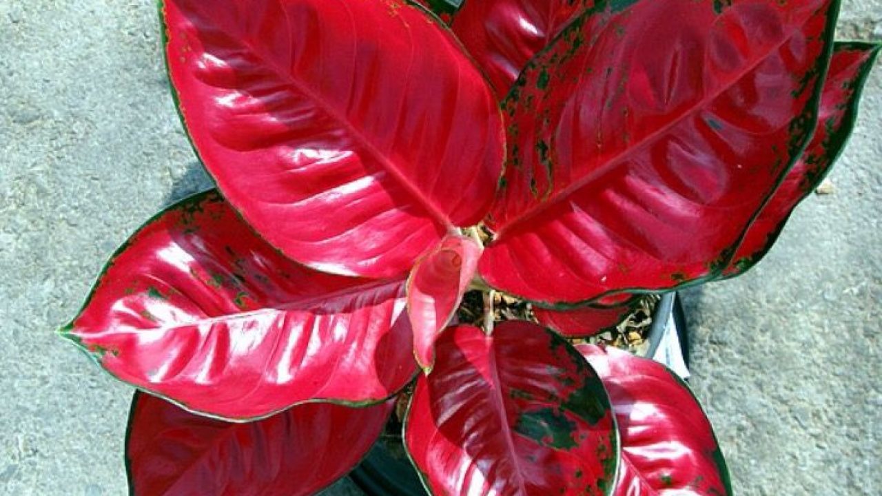 Paling Keren 10 Foto Bunga  Red  Sumatra  Gambar  Bunga  HD