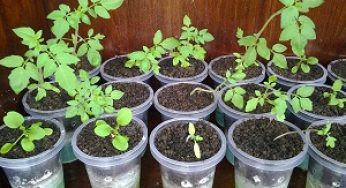 4 Cara Menanam Hidroponik Dengan Gelas Plastik
