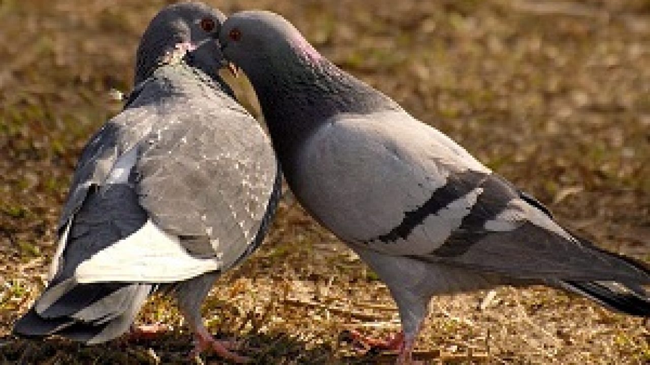 3 Cara Budidaya Burung Dara Pedaging Bagi Pemula Ilmubudidaya Com