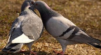 3 Cara Budidaya Burung Dara Pedaging bagi Pemula