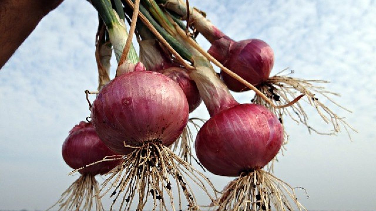 Usia Panen Bawang Merah Hidroponik  cara merawat hidroponik