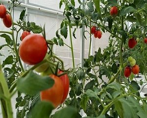 cara menanam tomat hidroponik