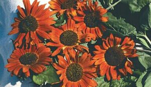 6 Cara Menanam Sunflower Velvet Queen Di Dalam Pot Ilmubudidaya Com