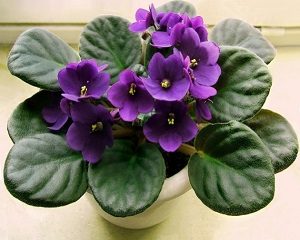 cara menanam bunga violet