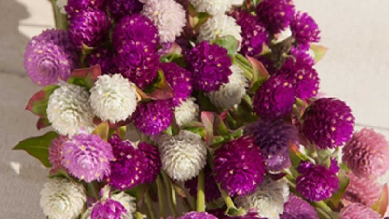 6 Cara Menanam Bunga Kancing Dan Perawatannya Ilmubudidaya Com