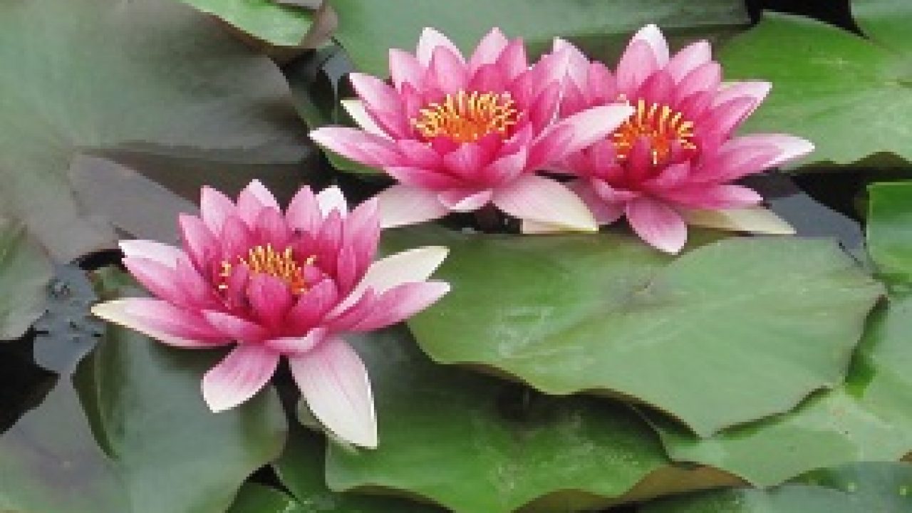 3 Cara Menanam Bunga Lotus Di Perkarangan Anda Ilmubudidaya Com