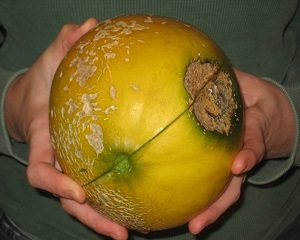 mencegah busuk buah melon