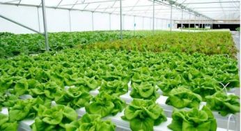 5 Cara Menanam Sayuran Hidroponik Organik Menggunakan 3 Sistem Alternatif