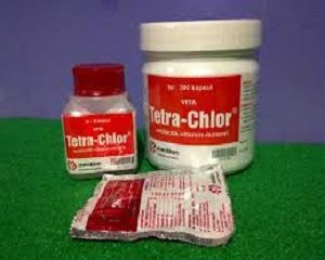 cara mengobati kolera ayam