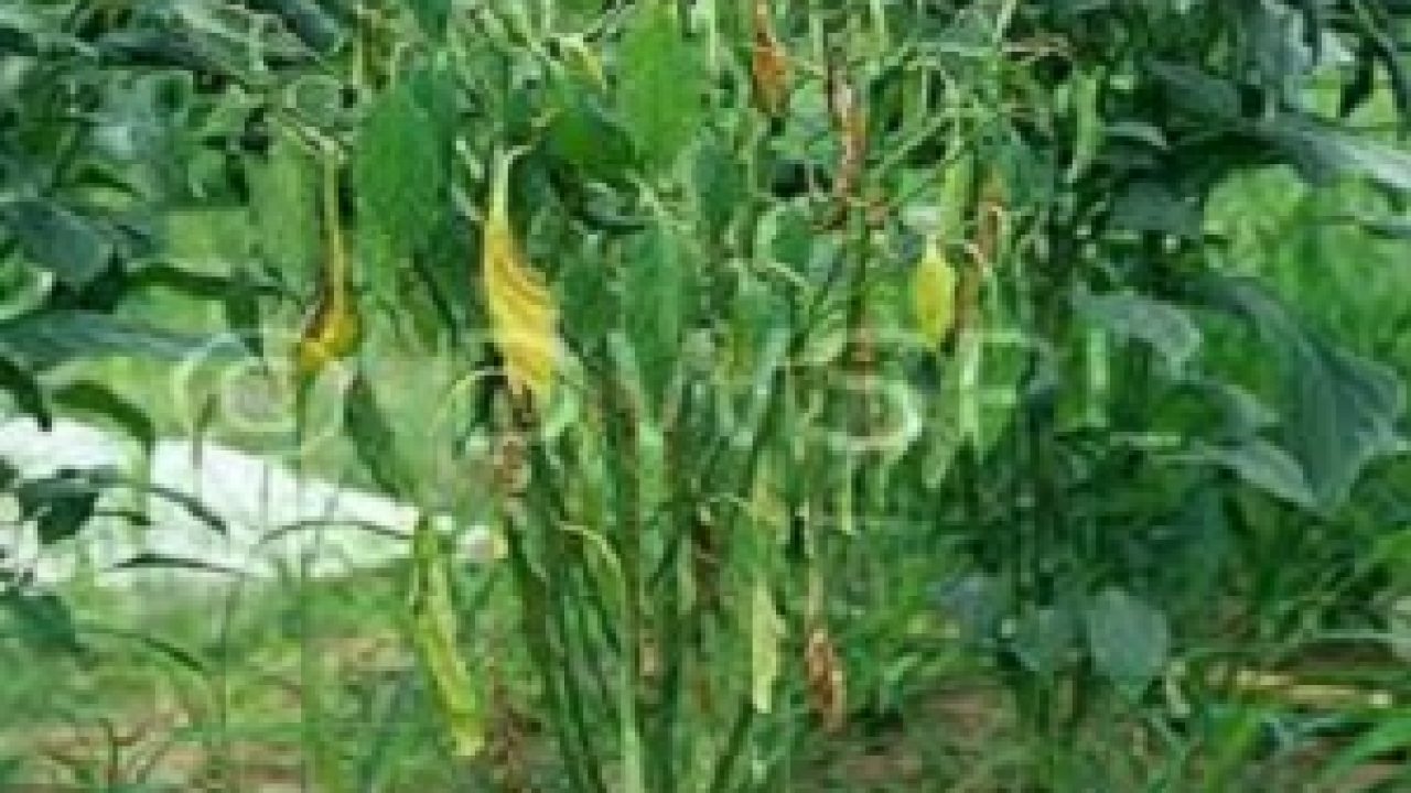 Layu In English Pohon Cabe Rawit Layu