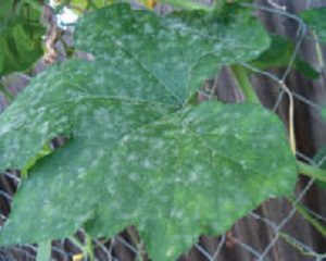 penyakit embun tepung powdery mildew